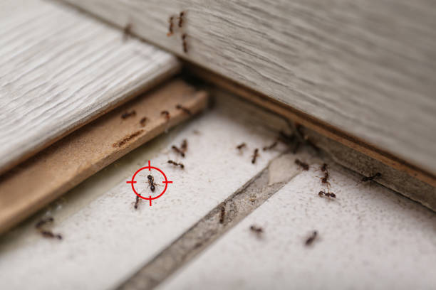 Best Local Pest Control Services  in Circle Pines, MN