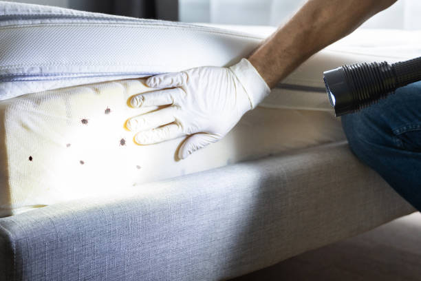 Best Wasp Removal Services  in Circle Pines, MN
