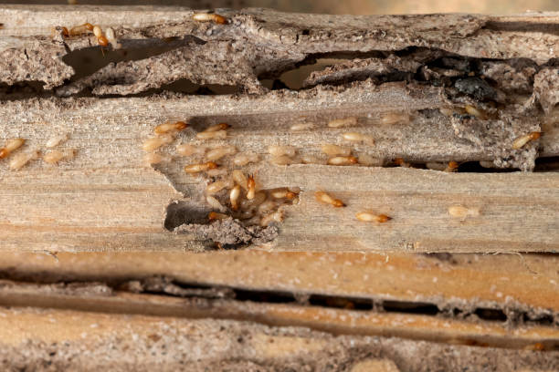 Best Termite Control Services  in Circle Pines, MN